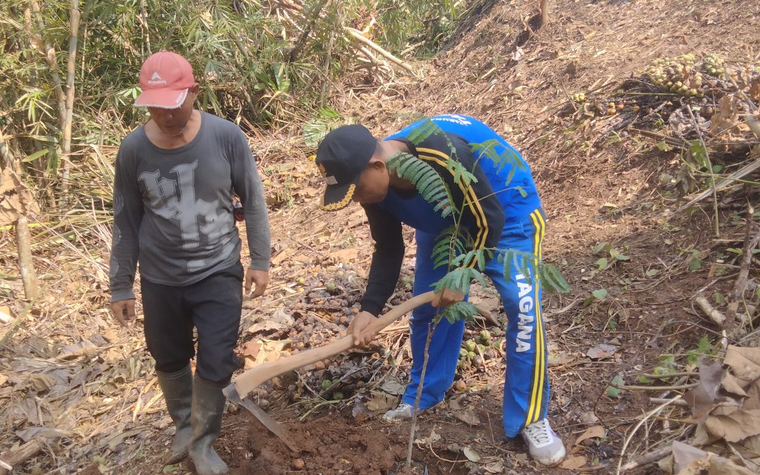 Penanaman pohon duren,Pete dan jahe merah desa panimbang