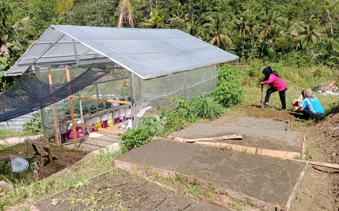 KWT Mekar Desa Panimbang Ubah Kibodang Cikadu Jadi Kebun Sayur Produktif